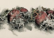 순무 Turnip
