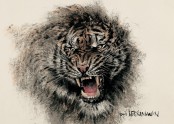 호랑이 Tiger