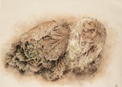 배추 Chinese cabbage