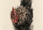 수탉 Rooster