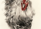 수탉 Rooster