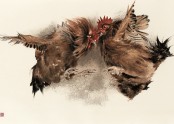 수탉 Rooster