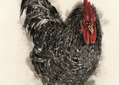 수탉 Rooster